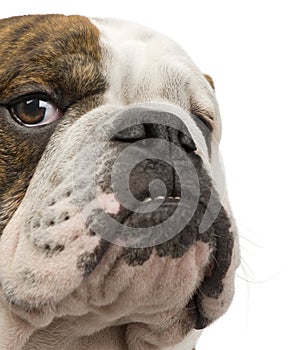 English Bulldog (6 months)