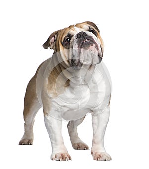 English Bulldog (6 years)