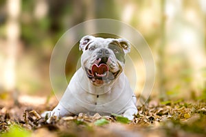 English bulldog autumn portrait