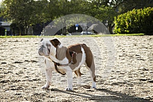 English Bulldog on the Beach