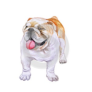English bulldog, British bulldog breed dog watercolor closeup portrait of white and red canine isolated on white