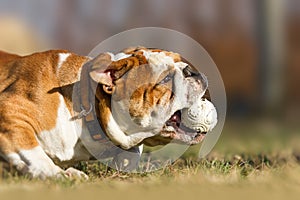 English Bulldog chasing a ball close catch