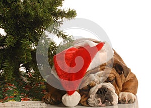 English bulldog at christmas