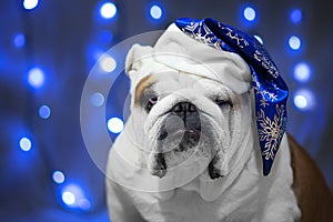 English bulldog in christmas hat