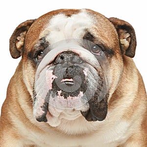 English bulldog. Close-up portrait