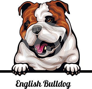 English Bulldog - Color Peeking Dogs - breed face head isolated on white