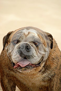 English Bulldog dog