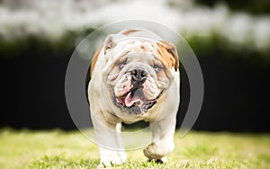 English Bulldog dog