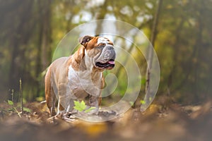 English Bulldog Dog