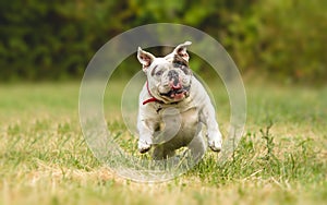 English Bulldog dog