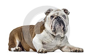 English Bulldog, dog, isolated