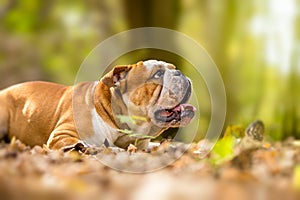 English bulldog dog in nature