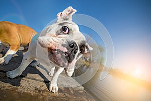 English bulldog dog shaking off water