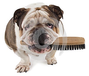 English bulldog dog sit with a brush in his mouth