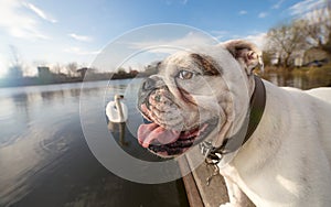 English bulldog dog standing on dock