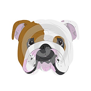 English Bulldog dog vector illustration