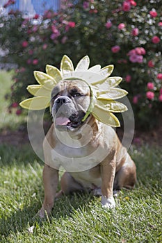 English Bulldog dressed as a spring flower