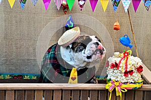 English bulldog dressed in striped shirt, yellow tie and straw hat licking his lips at the kissing booth