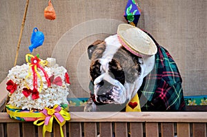 English bulldog dressed in striped shirt, yellow tie and straw hat in the tent with the popcorn cake