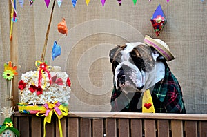English bulldog dressed in yellow shirt and tie and straw hat and popcorn cake