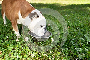 English bulldog drinks water from a bowl