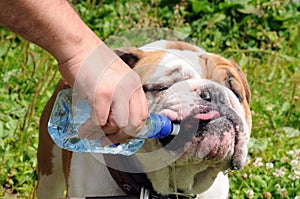 The English Bulldog drinks water