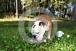 English bulldog drinks water in nature