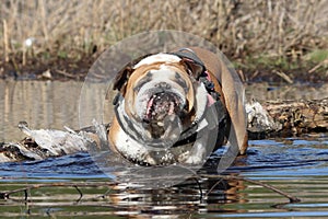 Bulldog dog in the water