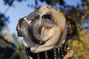 English Bulldog with drool