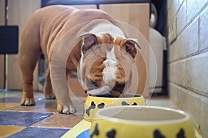 English Bulldog eating from yellow bowl in the