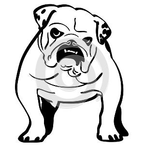 English bulldog Hand drawn Crafteroks svg free, free svg file, eps, dxf, vector, logo, silhouette, icon, instant download, digital photo