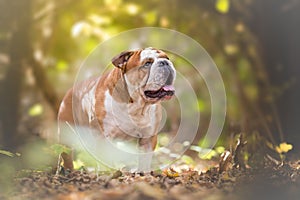 English Bulldog in the forest