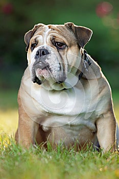 English Bulldog