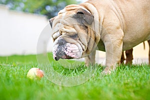 English Bulldog on green grass