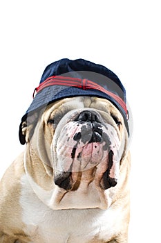 English Bulldog in a hat portrait