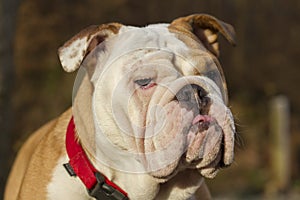 English bulldog head