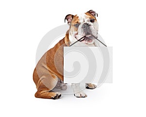 English Bulldog Holding Blank Sign