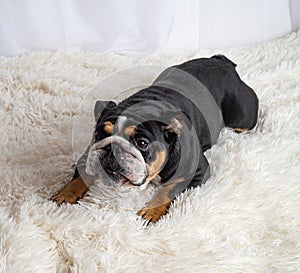 English bulldog laying in studio