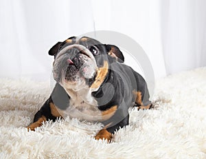 English bulldog laying in studio
