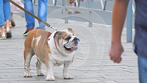 English bulldog on leash among passersby