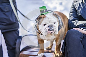 English bulldog with leprechaun hat. Celebration of St. Patrick& x27;s Day