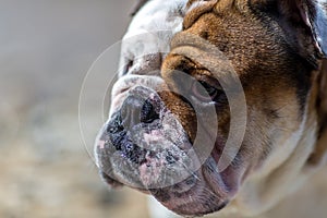 English Bulldog looking out from under his brows.