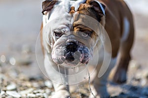 English Bulldog looking out from under his brows.