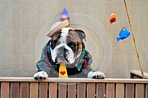 An English Bulldog looking over the tent at the junina party