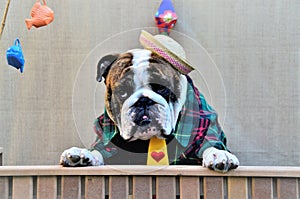 An English Bulldog looking over the tent at the junina party