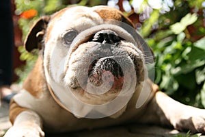 English Bulldog looking serious