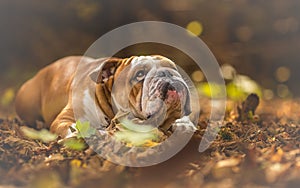 English Bulldog looking up at the forest