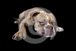 English bulldog lying down