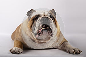 English bulldog lying down un white background photo