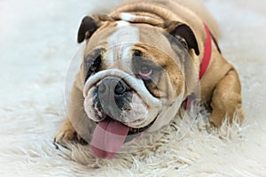 English bulldog lying on white carpet